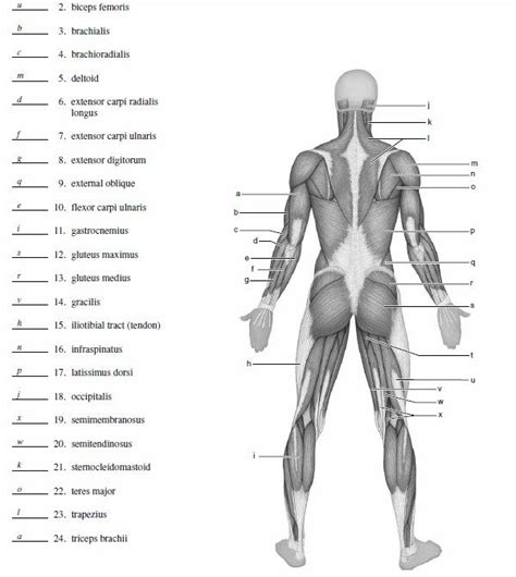 Superficial muscles of the torso. 25 best muscle_blank images on Pinterest | Anatomy ...