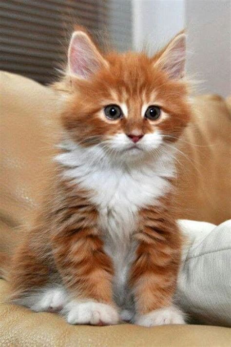 I Think This Beautiful Orange Tabby And White Kitten Wants Something