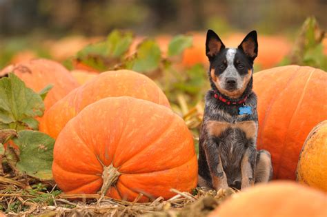 47 Fall Wallpapers With Dogs Wallpapersafari
