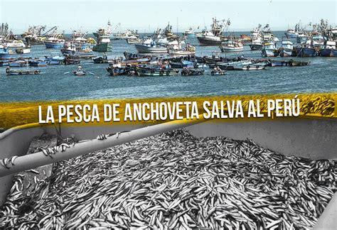 La Pesca De Anchoveta Salva Al Perú El Montonero