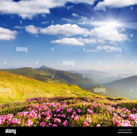 Magic Pink Rhododendron Flowers On Summer Mountain Stock Photo Alamy