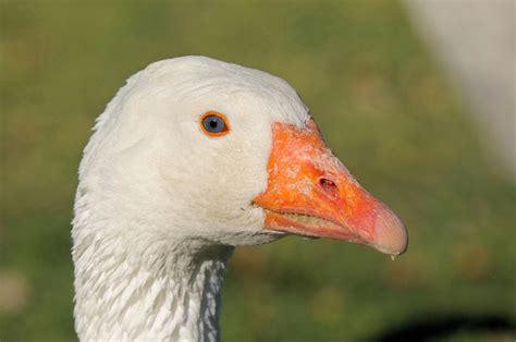 Emden Goose Stock Photo Download Image Now Africa Animal Animal