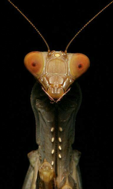 Pin By Delores Eve Bushong On Praying Mantis Praying Mantis Bugs And
