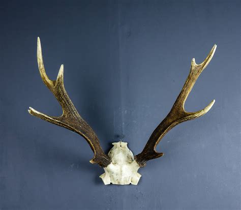 Japanese Sika Deer Skull Cap And Abnormal Antlers Ahs360 Antlers