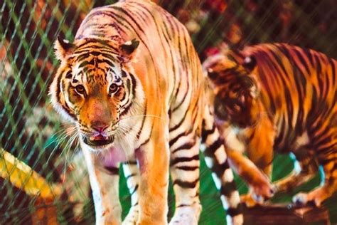 Dua Ekor Harimau Kabur Di Kebun Binatang Sinka Zoo Prajurit Tni Polri