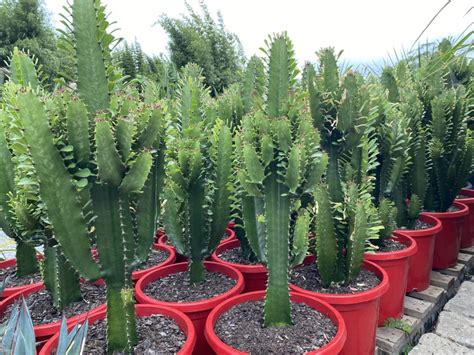 After you've downloaded them, why not add a review or a rating so that other teachers can find out how to make the most of these resources. Euphorbia "Cowboy cactus" or "Candle Cactus" - Bamboo ...