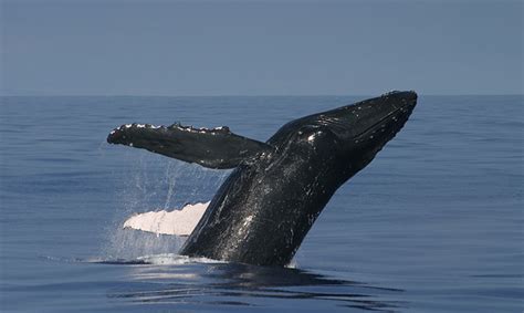 Hawaiian Islands Humpback Whale National Marine Sanctuary