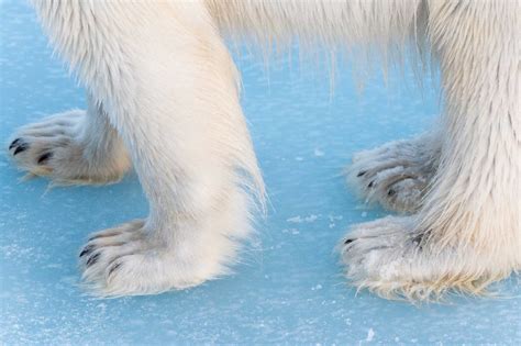 Cold Feet Discovering The Arctic
