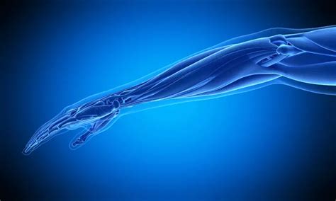 Limb Regeneration In Humans May Be Possible