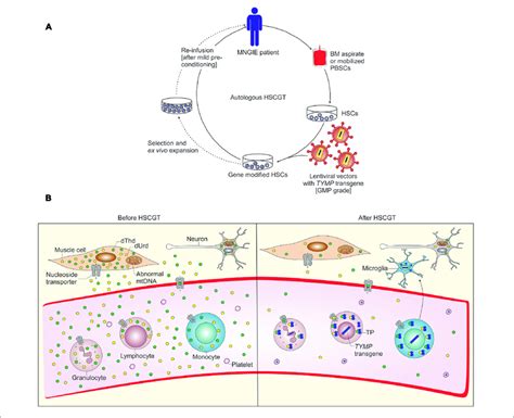 Schematic Representation Of Autologous Hematopoietic Stem Cell Based