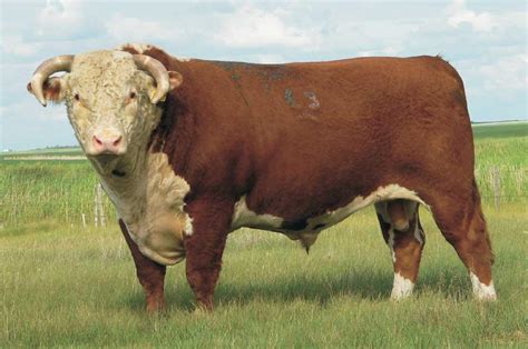 Beef Cattle Discovery - Breeds - Hereford | Animal & Food Sciences