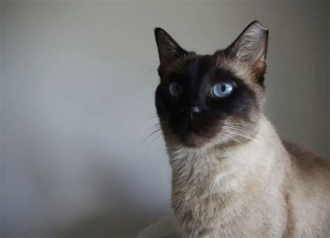 12 Interesting Siamese Cat Facts You Should Know