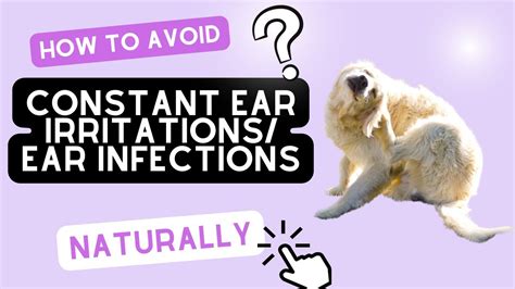 How To Avoid Constant Dog Ear Irritation Ear Infections Naturally