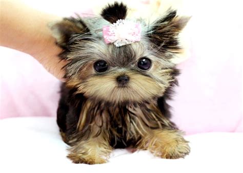 Tiny teacup puppies for sale, size guaranteed. Royal Teacup Puppies - Pet Stores - Houston, TX - Phone ...