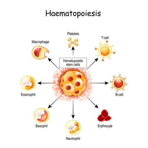 Hematopoietic Stem Cells Vector Art Stock Images Depositphotos