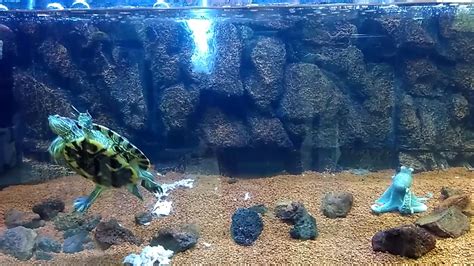 Salt Water Turtle In Aquarium Youtube