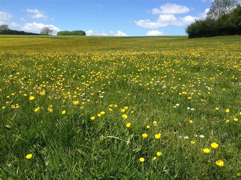 A Field Of Buttercups Photograph By Wendy Davies Pixels