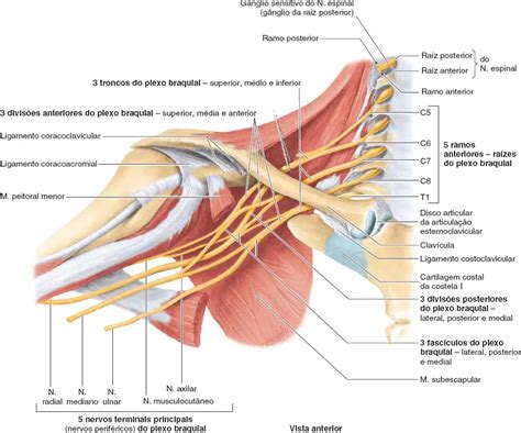 Plexo Braquial Anatomia Papel E Caneta The Best Porn Website