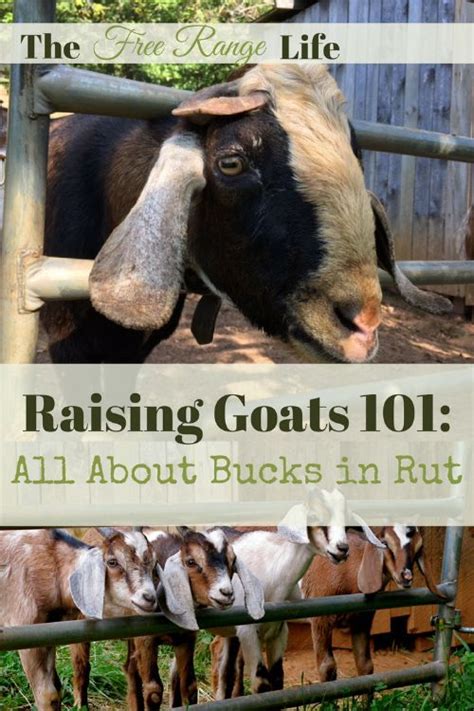 Your Buck Is Half Your Herd Learn All About Raising Them And How To