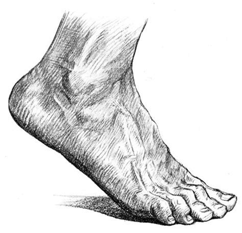 Foot Anatomy The Dorsum Of The Foot 2 Anatomy For Artists Pencil