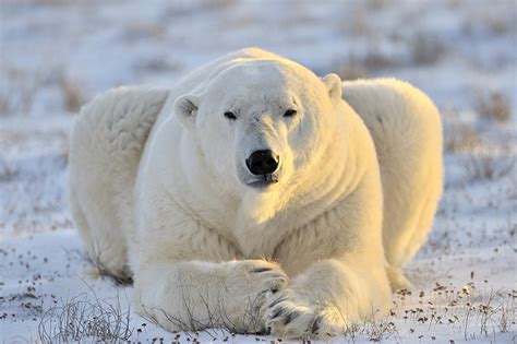 Desktop Wallpapers Polar Bears Bear Animals