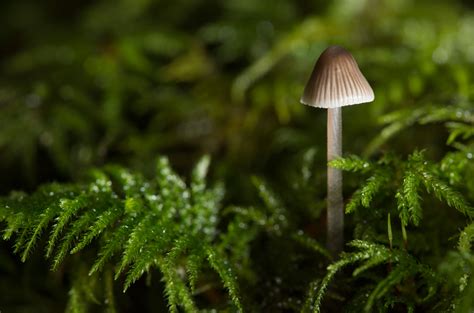 Robin Loznak Photography Mushroom Season In The Pacific Northwest