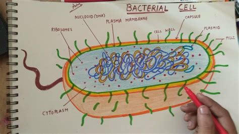 How To Draw Bacteria Cell Youtube