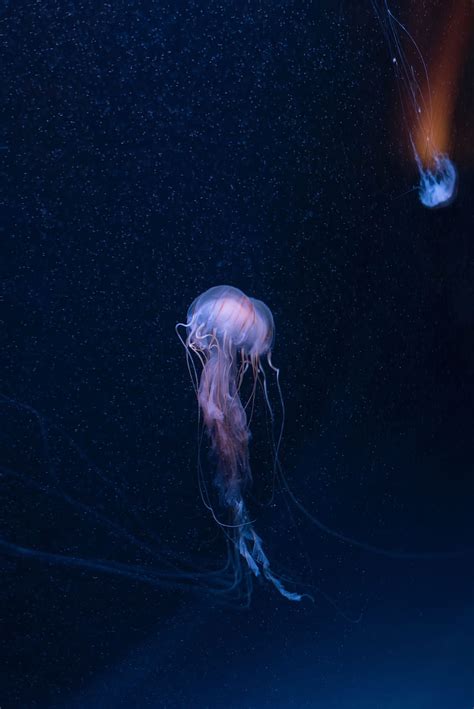 Animals Jellyfish Ocean Underwater World Tentacles Underwater