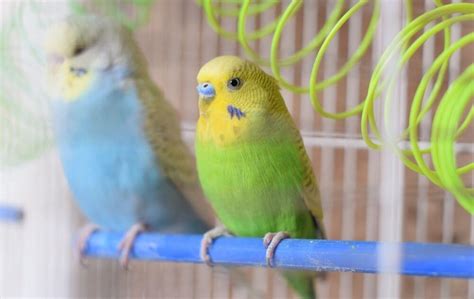 Pregnant Budgie Complete Care Guide 2022 Wings And Beaks