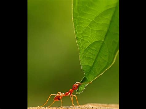 Mulai dari gambar pemandangan, unik, lucu yang bisa dijadikan wallpaper, dp, foto profil, status, dll. FOTO: Unik! Semut Menari Karya Fotografer Indonesia