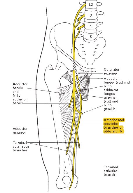 Anatomy Of Obturator Nerve 8 Download Scientific Diagram