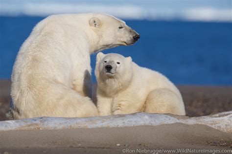 Polar Bears Arctic National Wildlife Refuge Alaska Ron Niebrugge