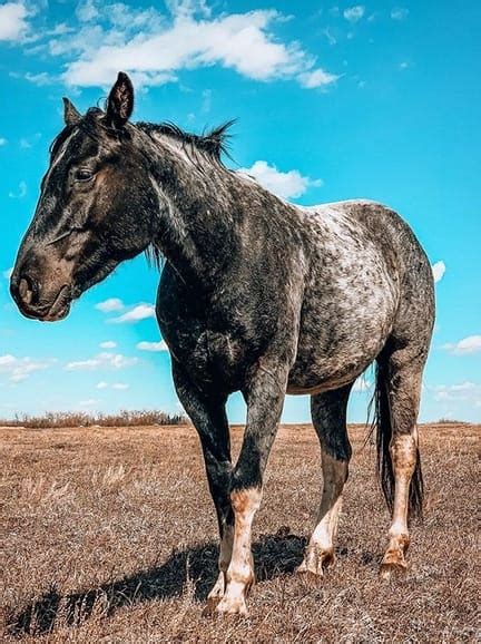 Top 45 Blue Roan Horse Names Petpress