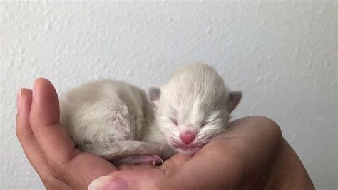 Newborn Ragdoll Kitten Dash Youtube