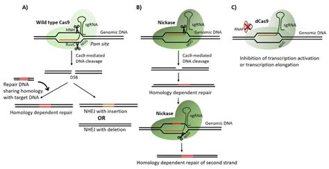 Schematic Representation Of CRISPR Cas Mediated Gene Editing A Cas9