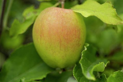 Oaken Pin Apple Malus Domestica Photograph By Bill Pusztai Pixels