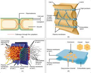 Desmosomes attach to intermediate filaments of the cytoskeleton. Extracellular matrix and intercellular junctions ...