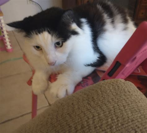 Marietta Daws 🪺 on Twitter: "I was brushing Ollie when my daughter came