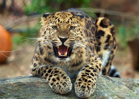 Amur Leopard Connecticuts Beardsley Zoo