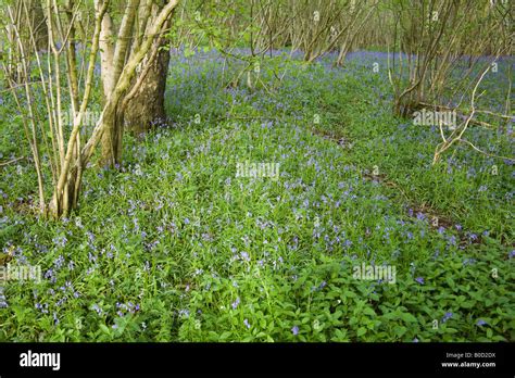 Bluebell Woods Hattingley Hampshire England Stock Photo Alamy