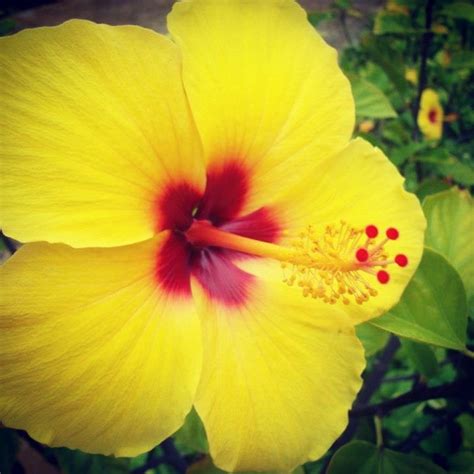 17 Best Images About Hawaiian Flowers On Pinterest Hibiscus Hibiscus