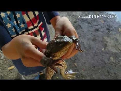 Use them in commercial designs under lifetime, perpetual & worldwide rights. Catching frogs - YouTube