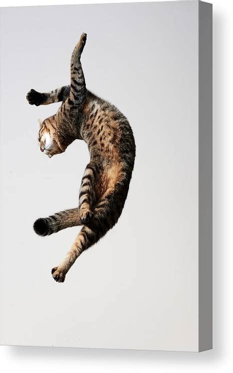 Cat Which Jump And Twisted His Body Canvas Print Canvas Art By
