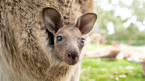 Clumsy Baby Kangaroo Learns To Hop 🦘 The Lifestyle Of A Cute Baby