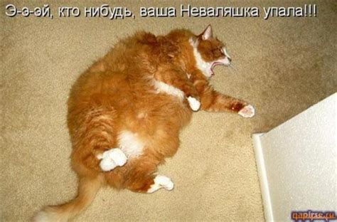 Смешные картинки про кошек с надписями 35 фото • Прикольные картинки