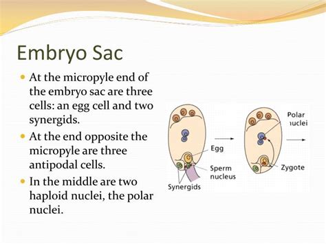 Also, in some cases, the viability of the embryo sacs can be short in many flowering plants, antipodal cells are those that have no clear function and their degeneration (programmed cell death) happens during. PPT - Plant Hormones and Plant Reproduction PowerPoint ...