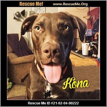 Northern colorado's leading animal rescue for enhancing the quality of life for both pets and future owners.adopt a dog. - Colorado Lab Rescue - ADOPTIONS - Rescue Me!