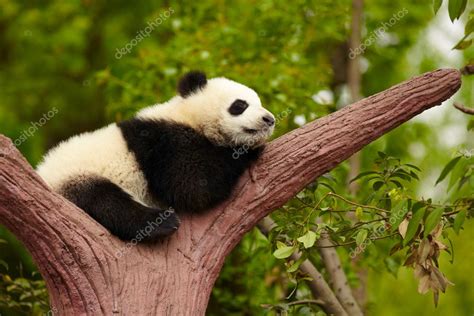 Sleeping Giant Panda Baby — Stock Photo © Silverjohn 13845870