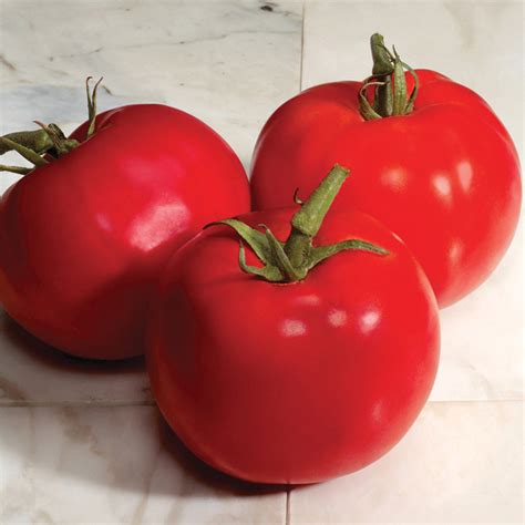Charger Hybrid Tomato Medium Large Tomato Seeds Totally Tomatoes