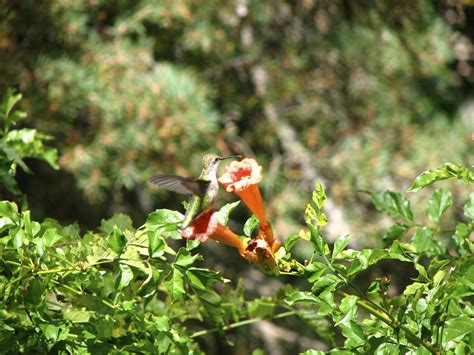 Planting Trumpet Flowers For Hummingbirds: Learn Why Hummingbirds Like Trumpet Vines